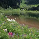 Wildflowers at Tipsoo Lake - Mt. Rainier National Park